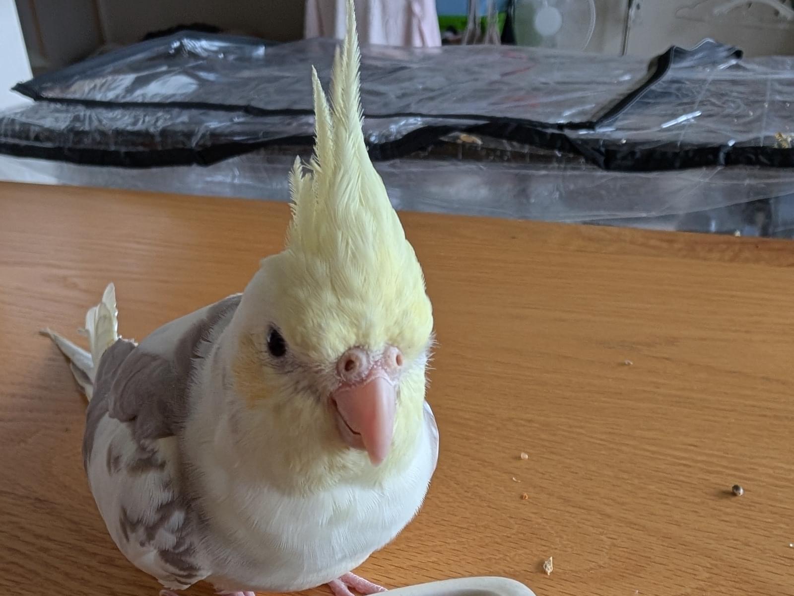 きいちゃん きいちゃん