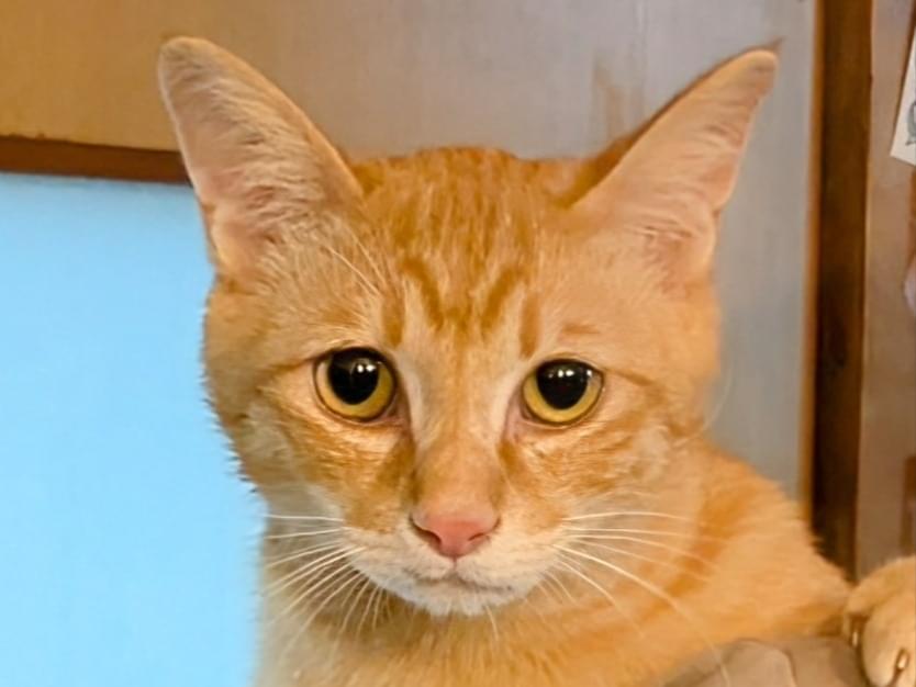ゆきまるちゃん ゆきまるちゃん