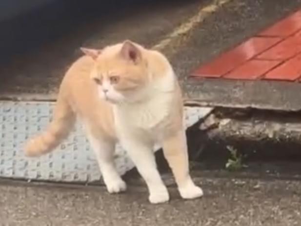 目撃された猫 目撃された猫