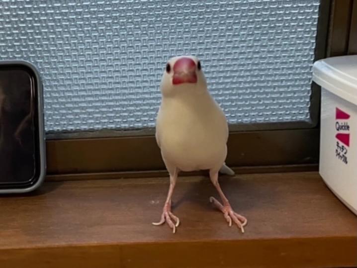 こふくちゃん こふくちゃん