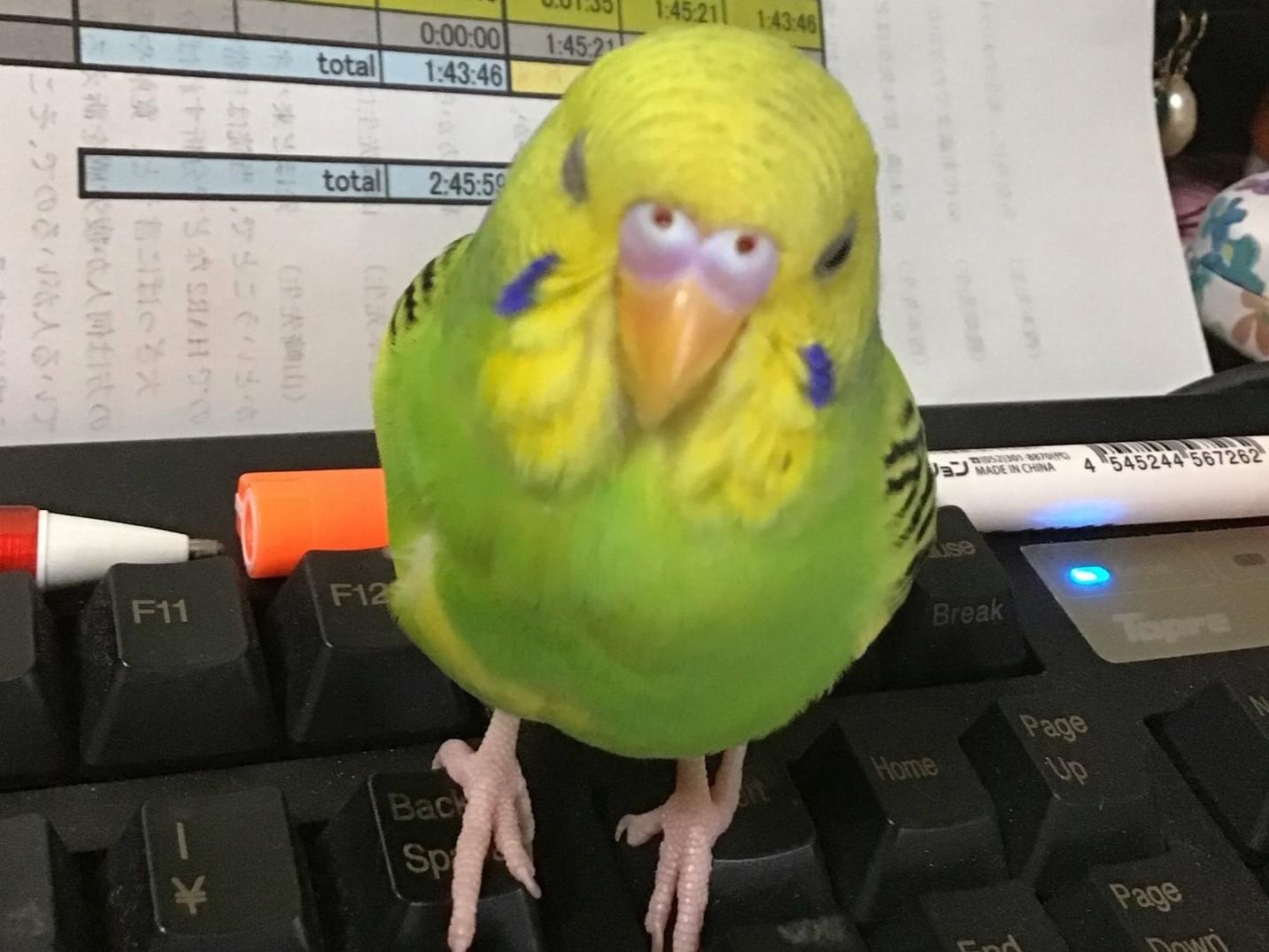 ぴぴちゃん ぴぴちゃん