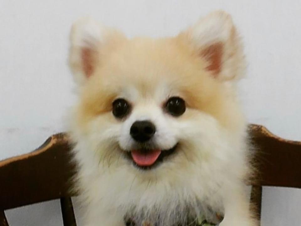 バニたんちゃん バニたんちゃん