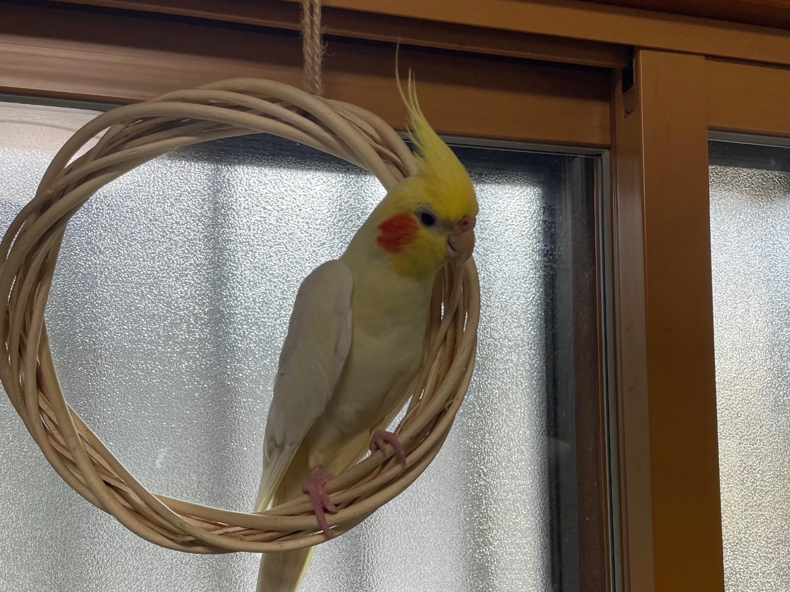 りんごちゃん りんごちゃん