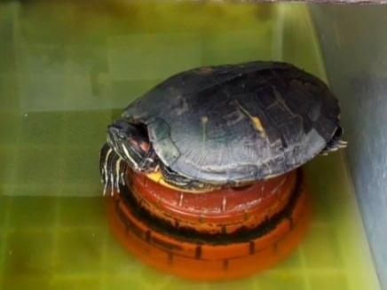 かめきちちゃん