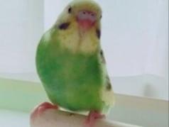 まるこちゃん まるこちゃん