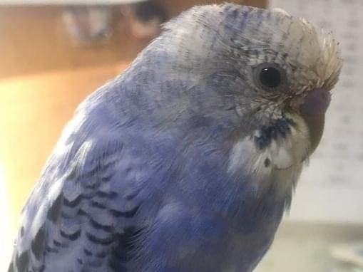 ふじこちゃん ふじこちゃん