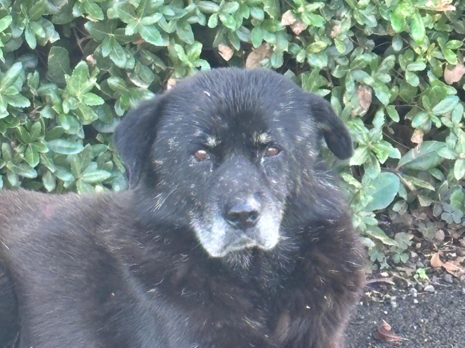 目撃された犬 目撃された犬
