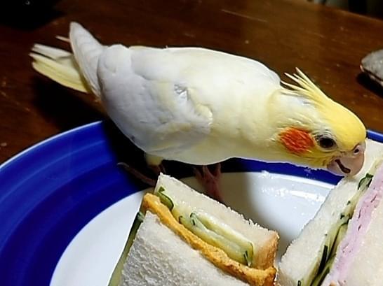 ゆずちゃん ゆずちゃん