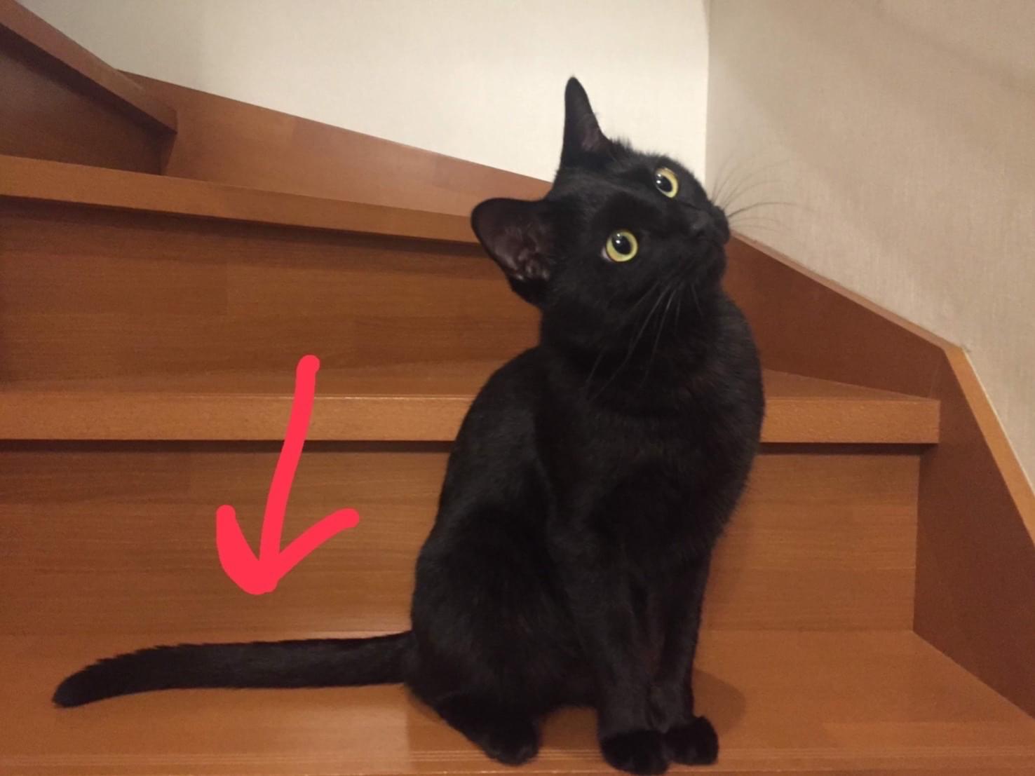 クロちゃん クロちゃん