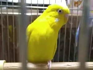 黄色のセキセイインコを探しています
