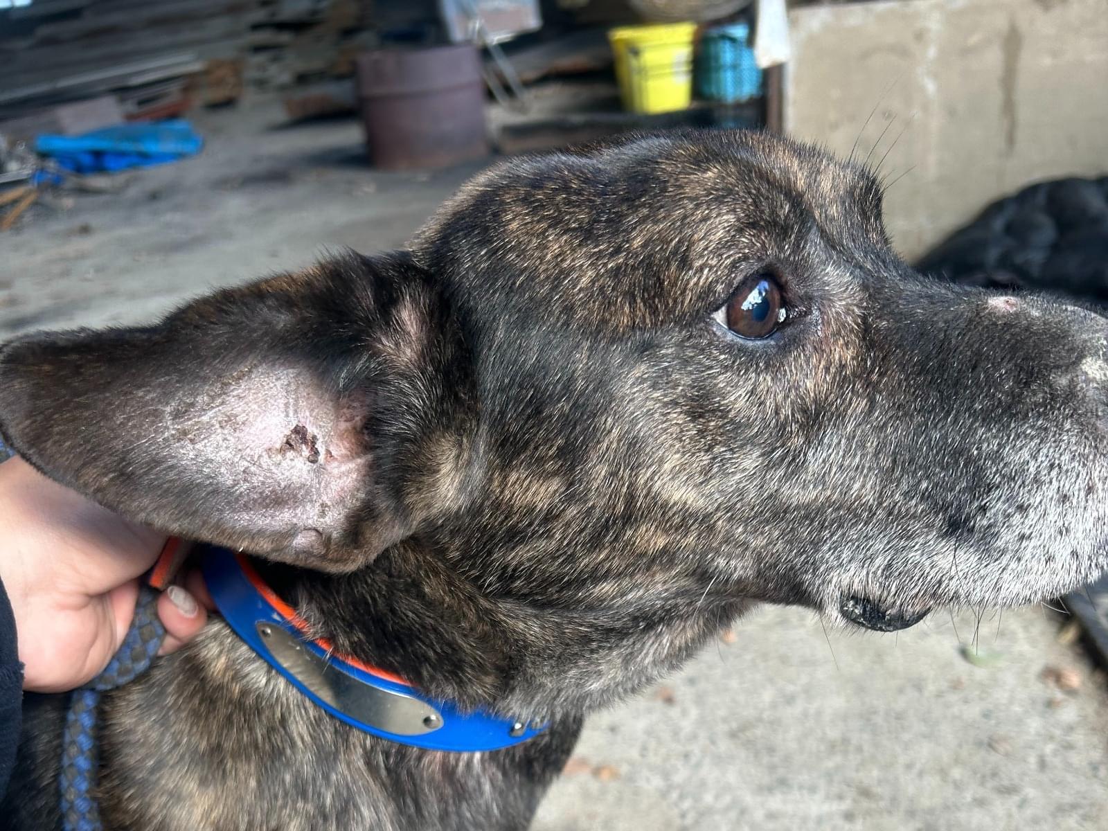 保護された犬 保護された犬