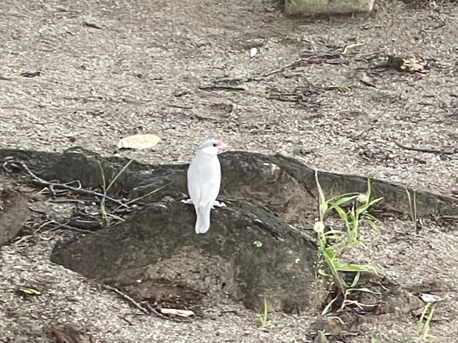 目撃された鳥 目撃された鳥