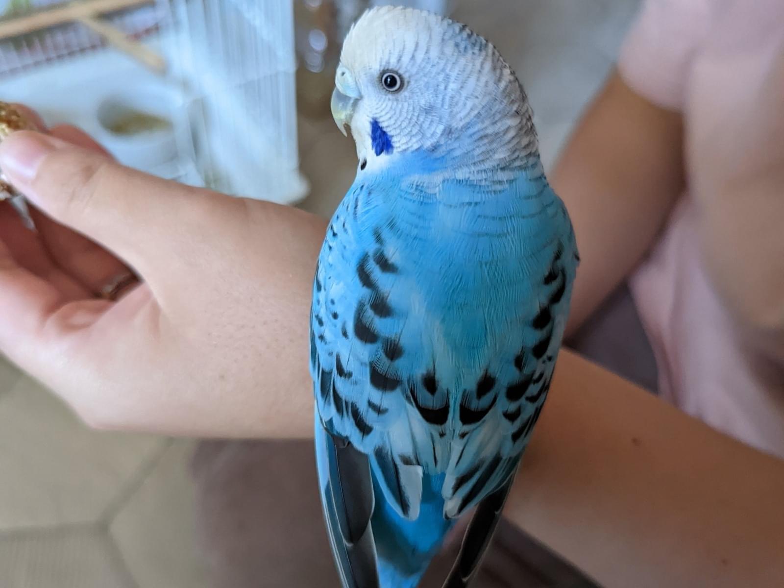 保護された鳥 保護された鳥