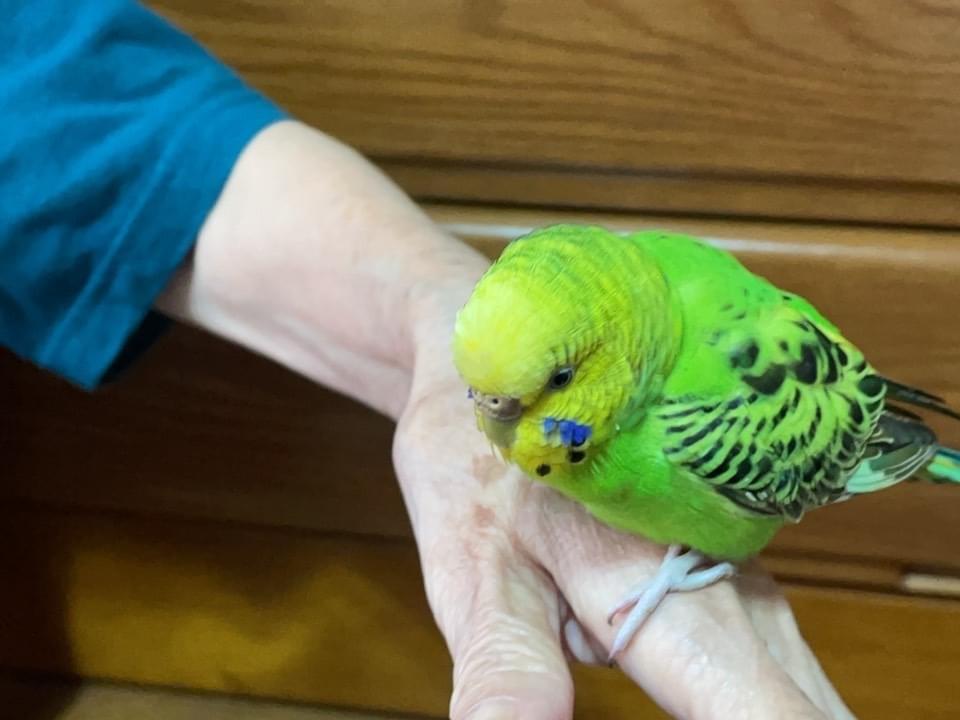 保護された鳥 保護された鳥