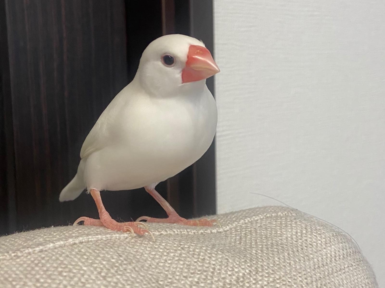 文子ちゃん 文子ちゃん