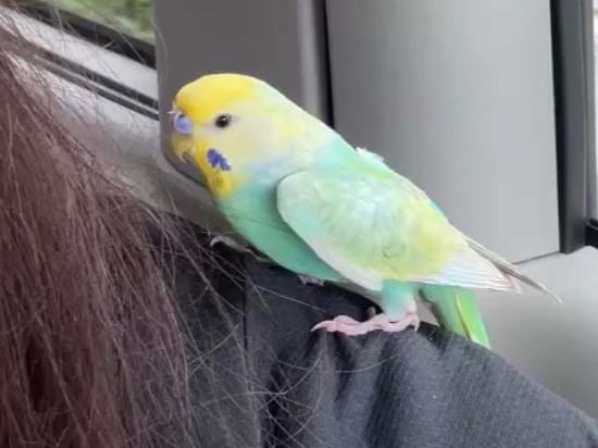保護された鳥