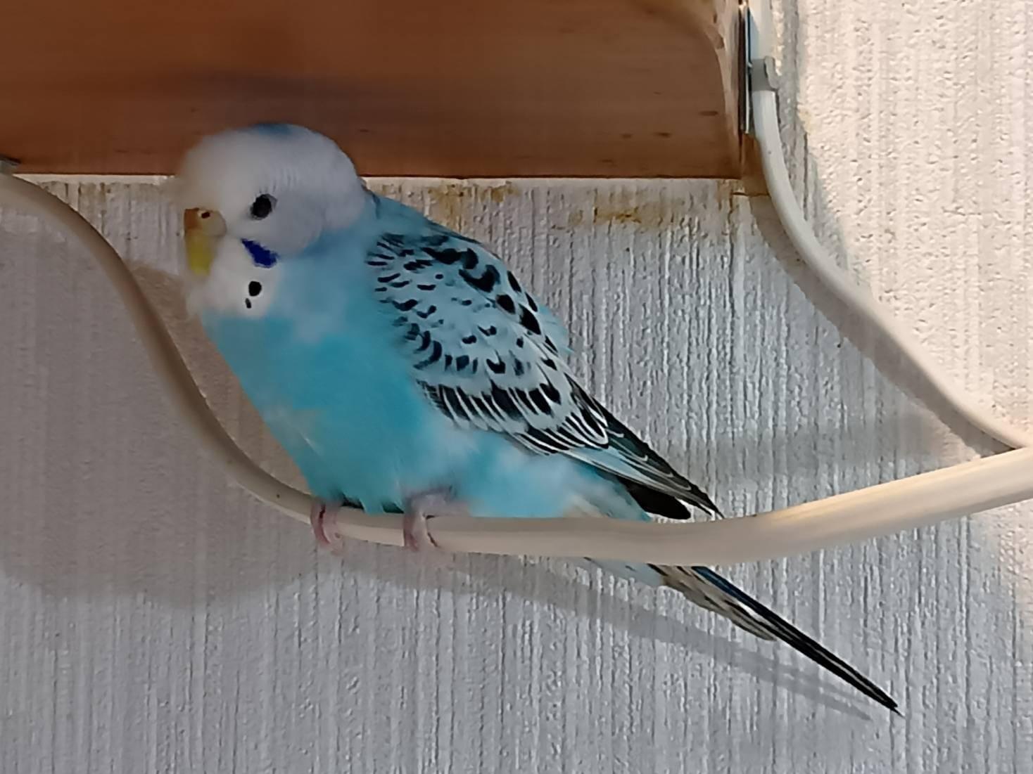 ぴーちゃん ぴーちゃん