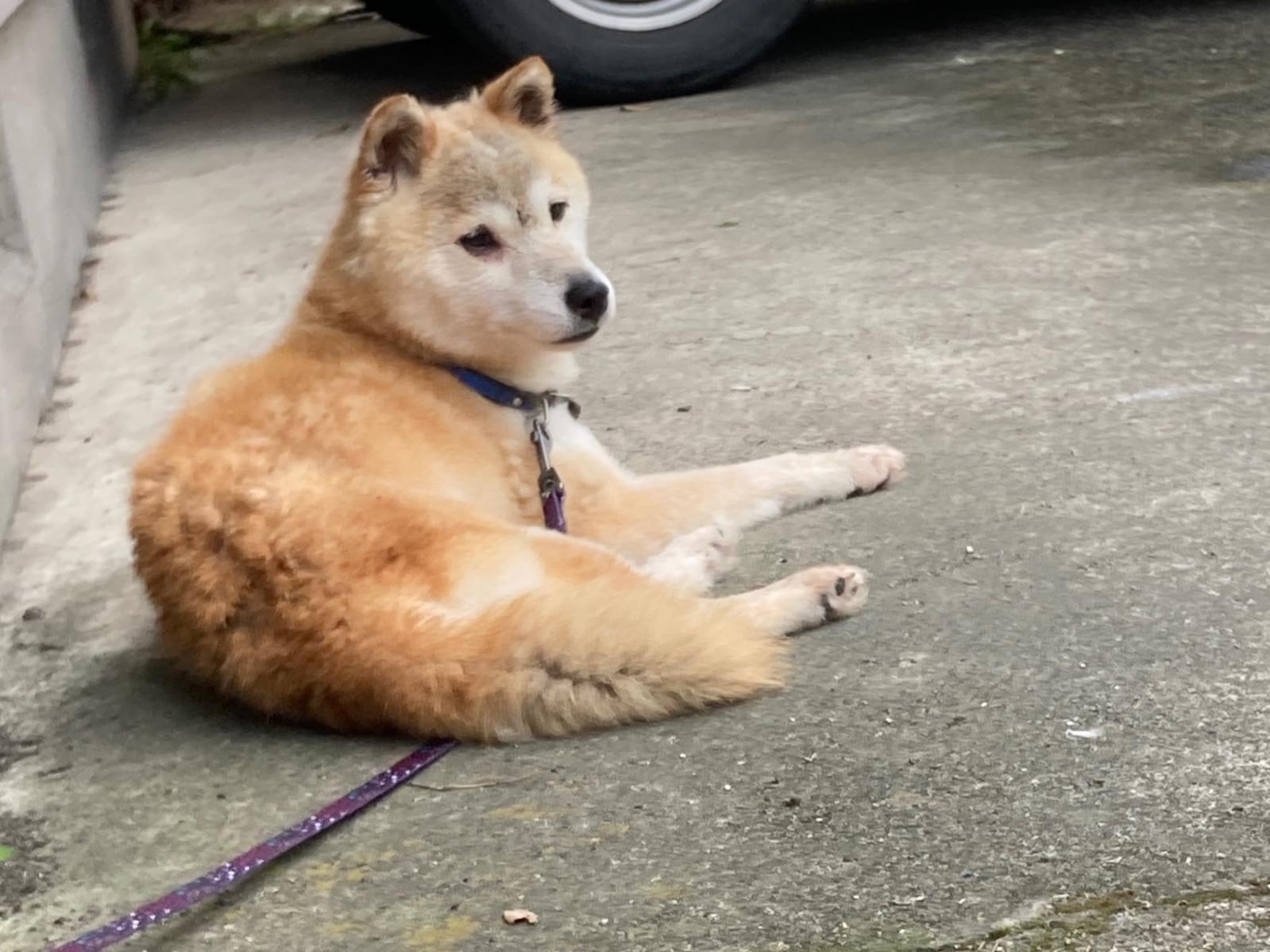 保護された犬 保護された犬