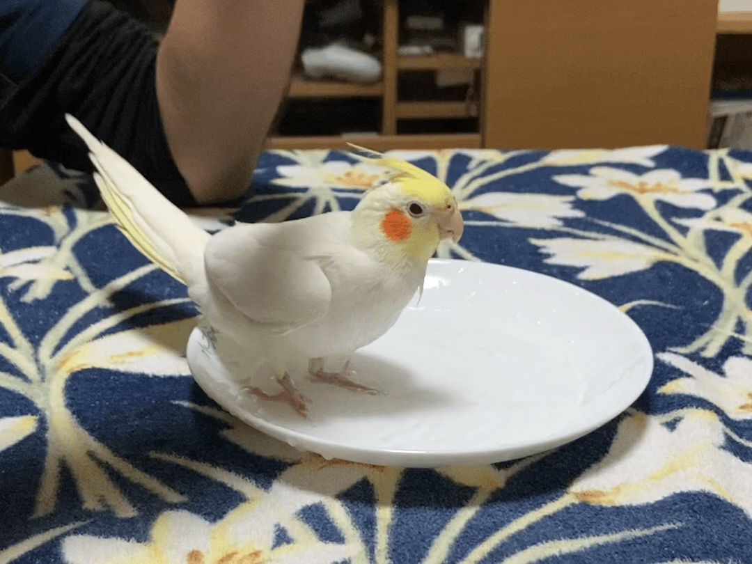 ぺしまるちゃん ぺしまるちゃん