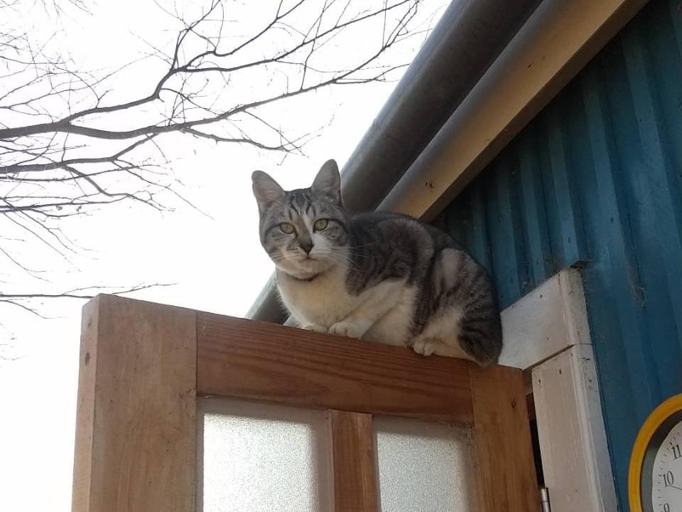 シルバちゃん シルバちゃん