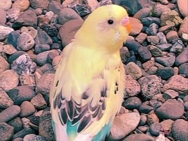 保護された鳥 保護された鳥