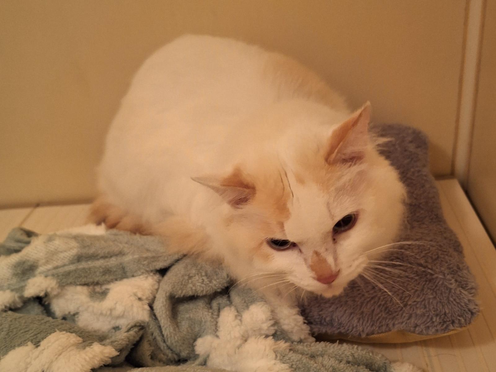 保護された猫 保護された猫