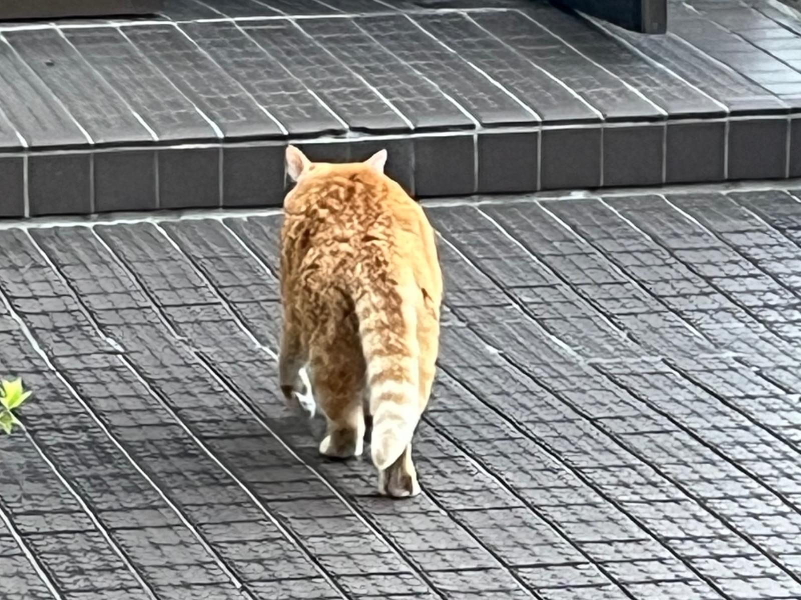 目撃された猫 目撃された猫