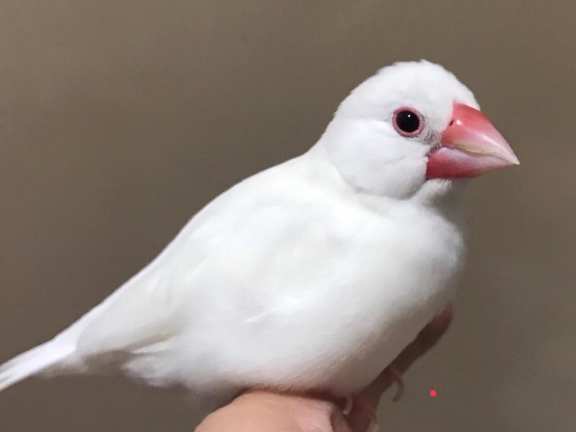 ピーコちゃん ピーコちゃん