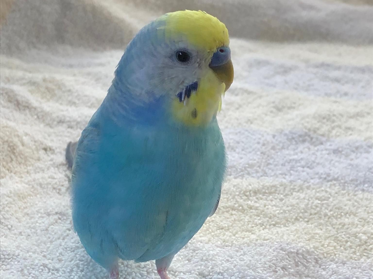 カイくんちゃん カイくんちゃん