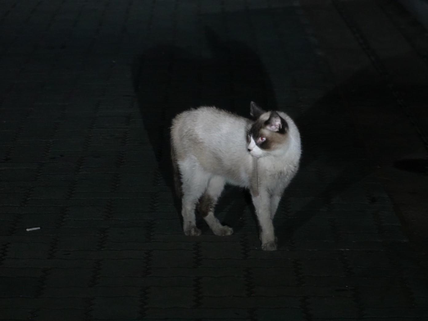 目撃された猫