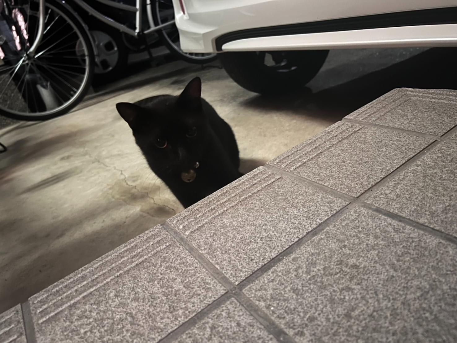 目撃された猫 目撃された猫