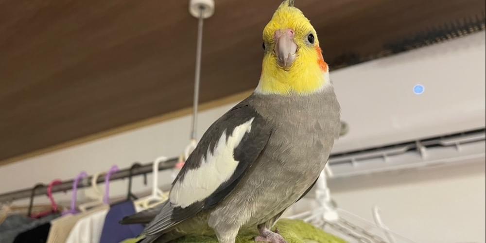 オカメインコ ノーマル オス 1.5歳