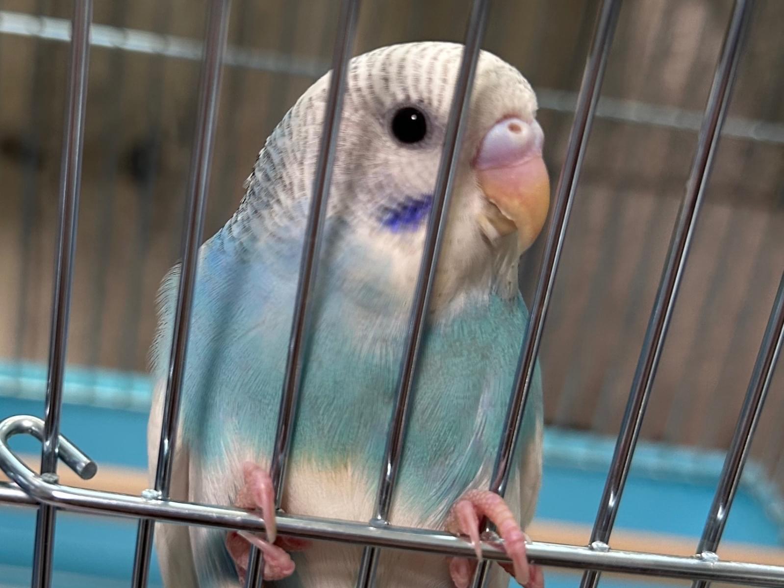 ぴーちゃん ぴーちゃん