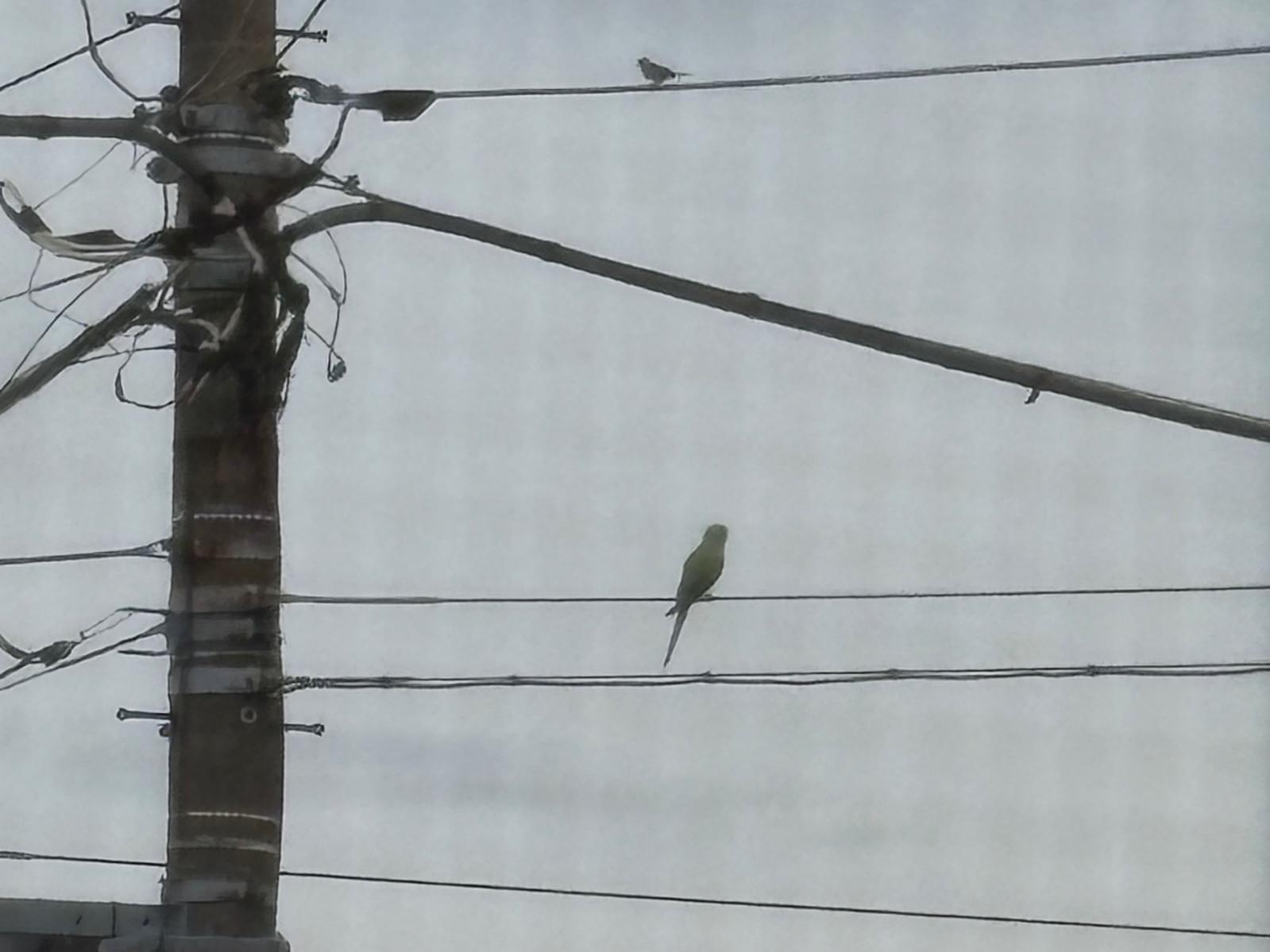 目撃された鳥 目撃された鳥