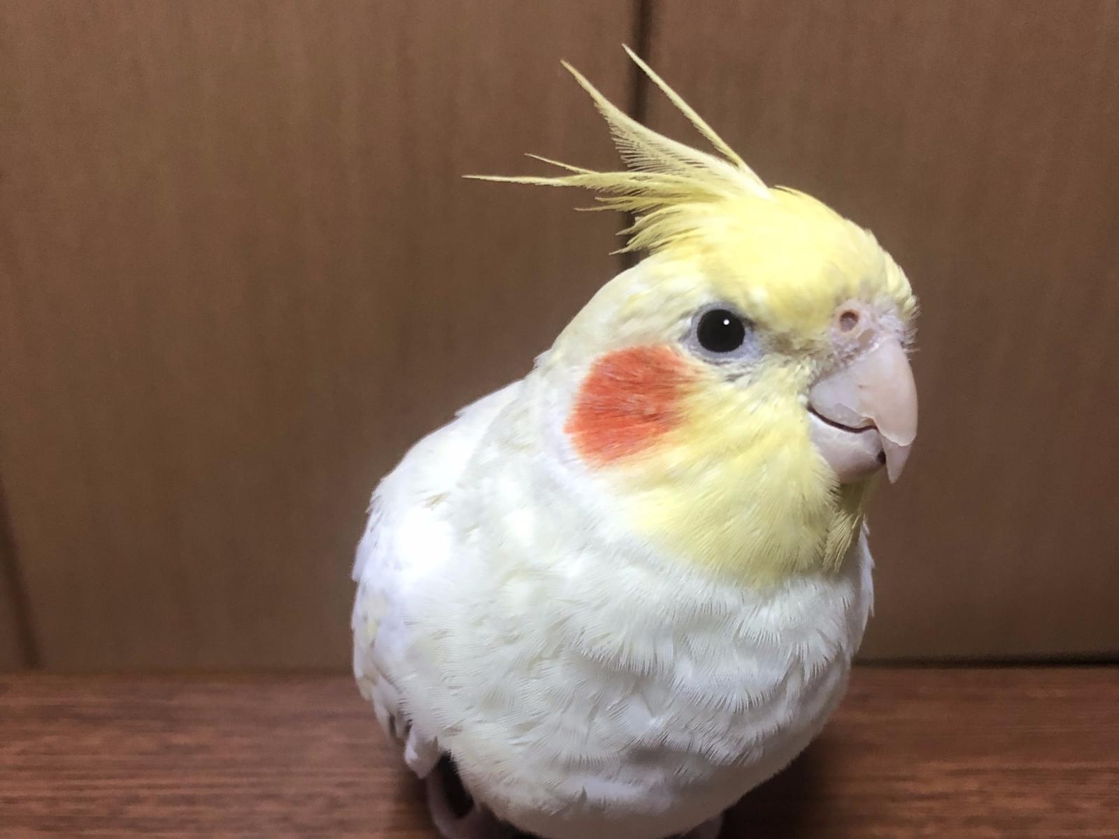 ぴーちゃん ぴーちゃん