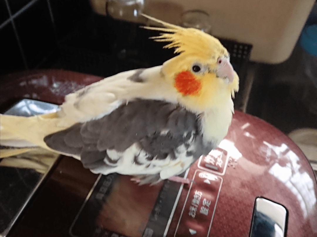 ごまちゃん ごまちゃん