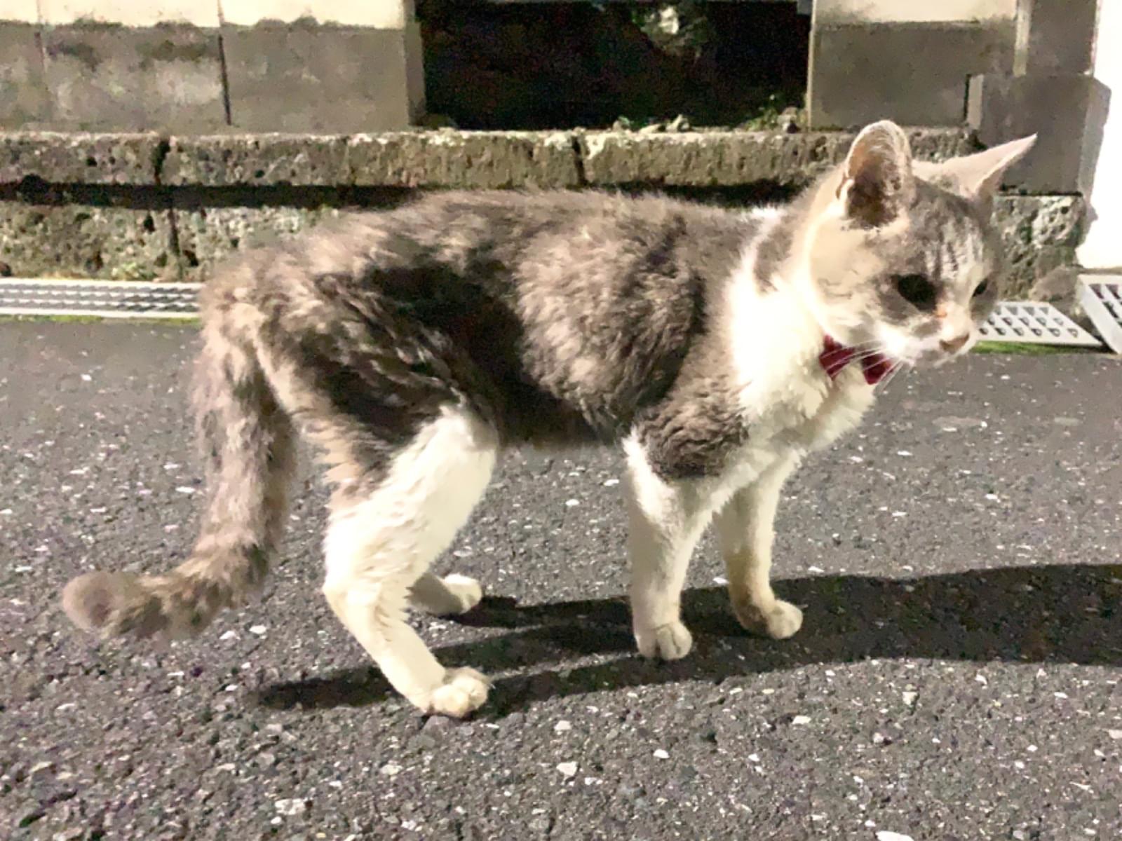 目撃された猫 目撃された猫