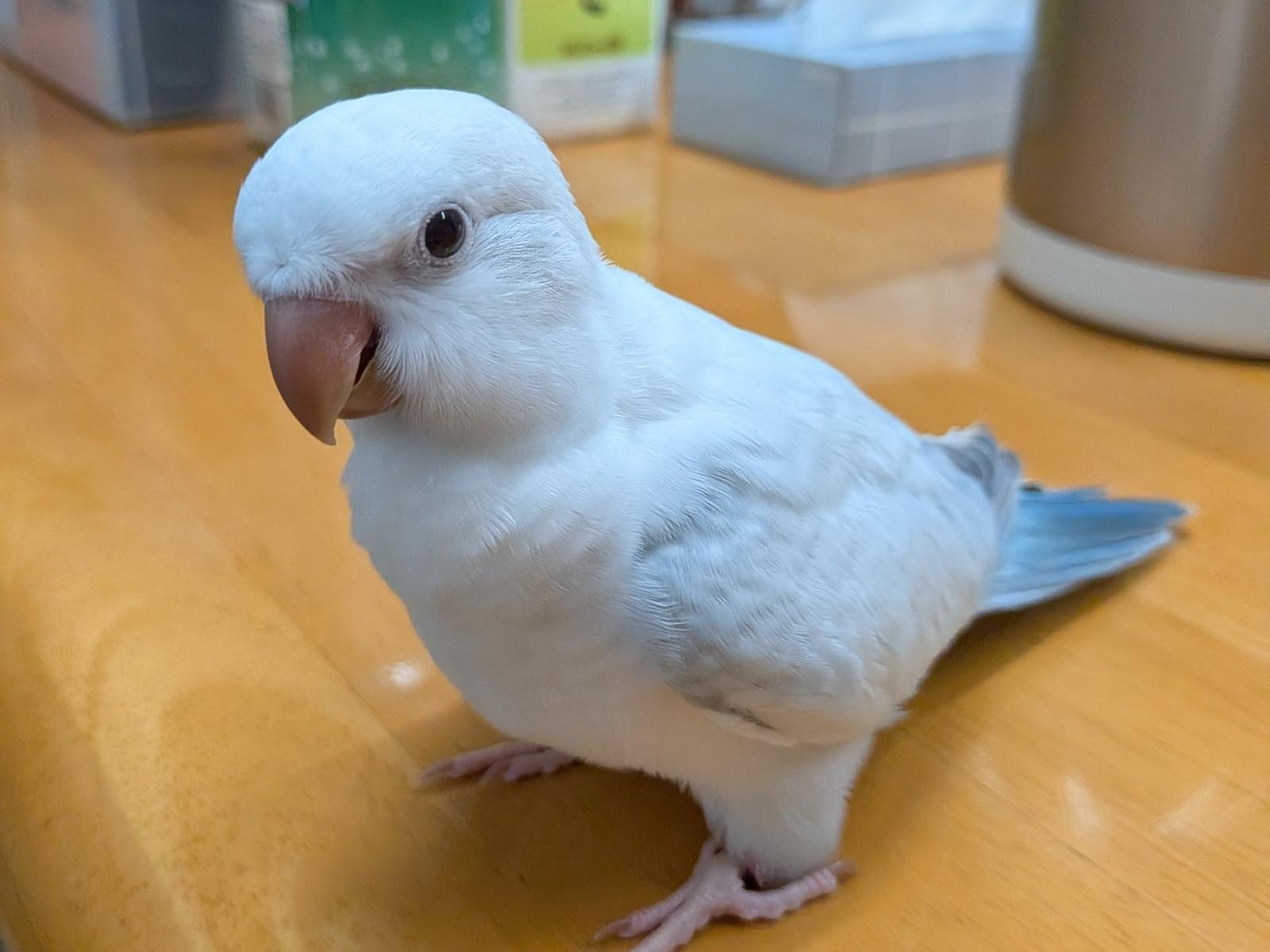 花子ちゃん 花子ちゃん