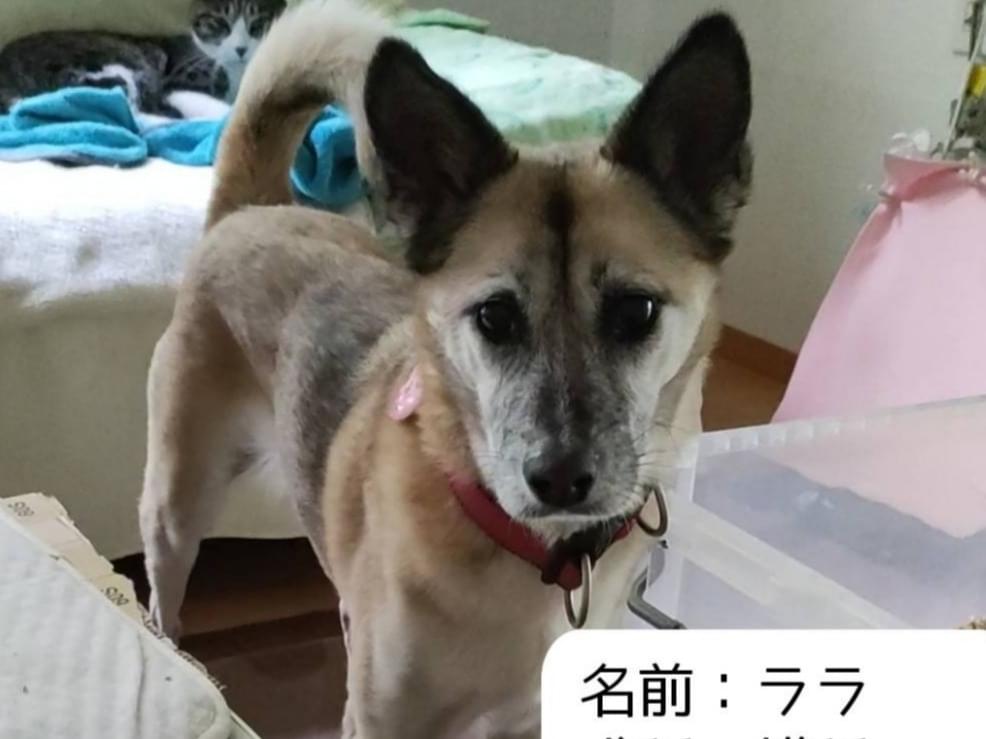 ララちゃん