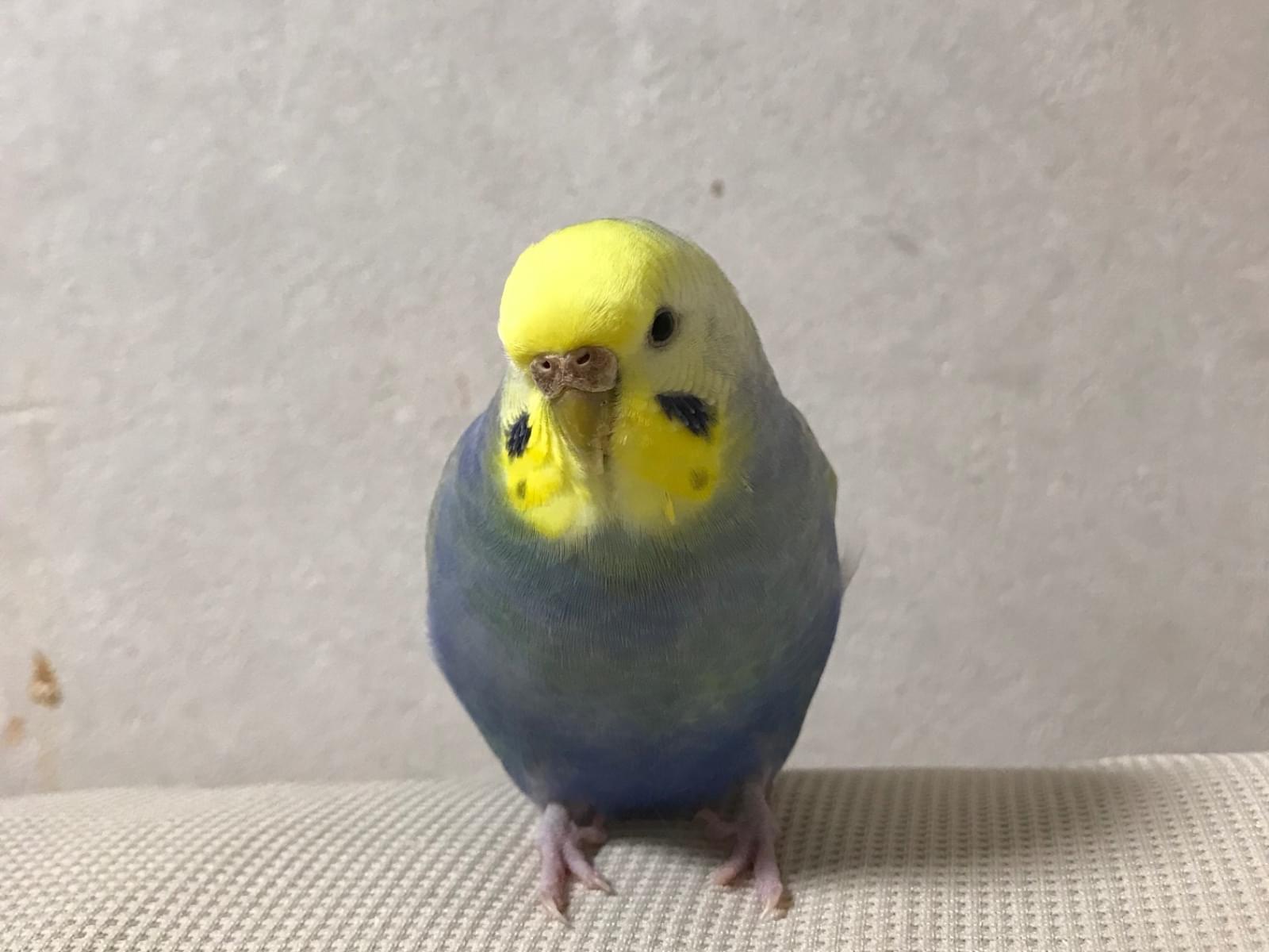 ちぃちゃん ちぃちゃん