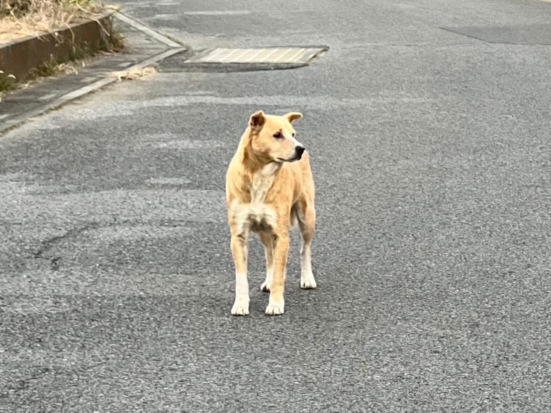 目撃された犬 目撃された犬