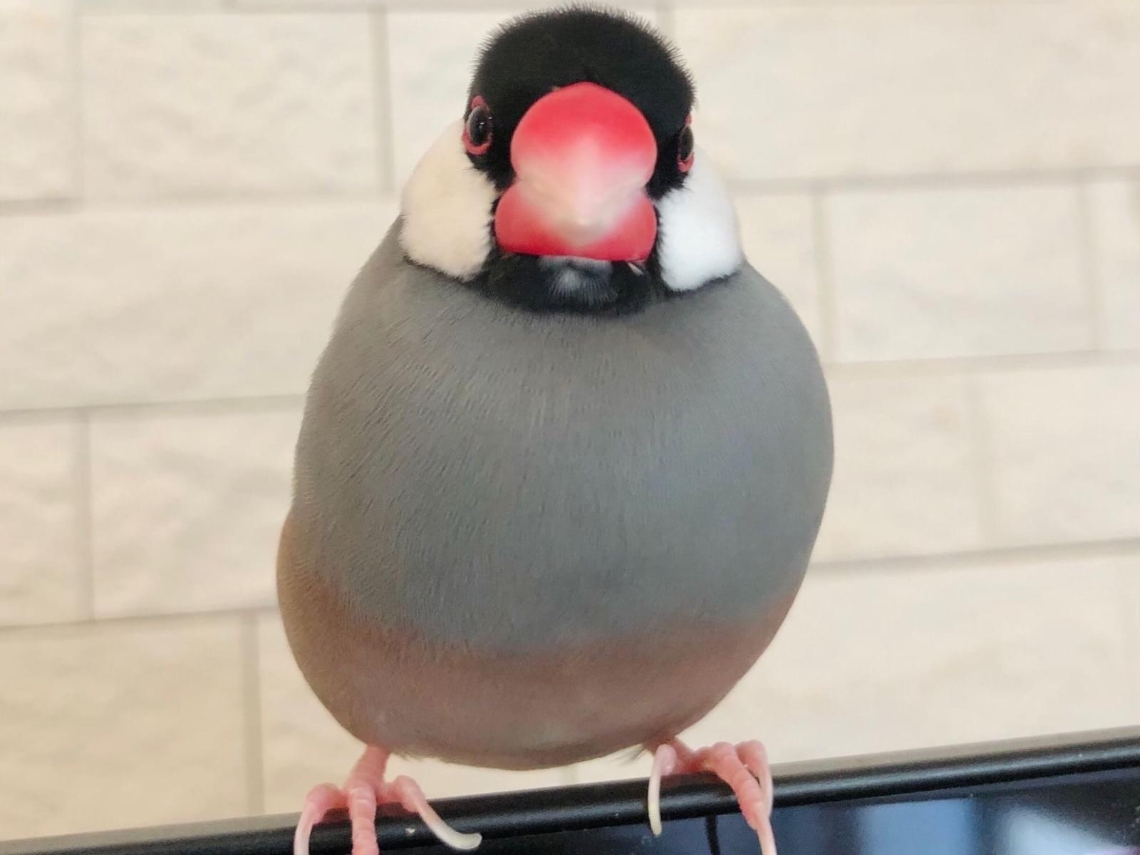 ブンちゃん ブンちゃん