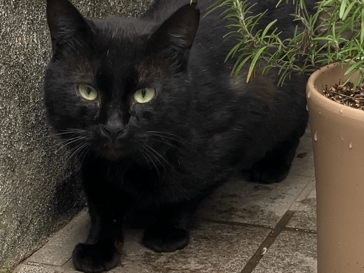 目撃された猫 目撃された猫