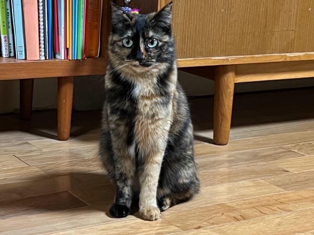 あんこちゃん