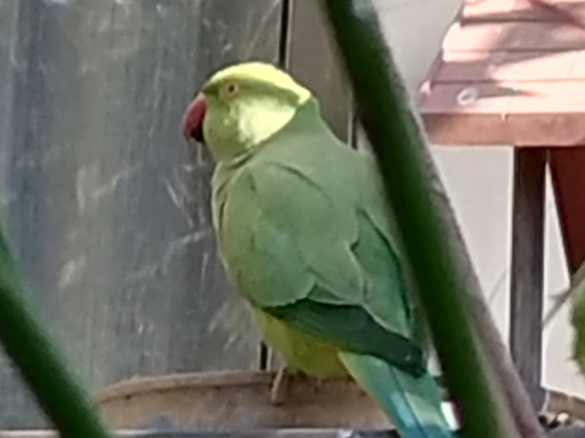 目撃された鳥 目撃された鳥