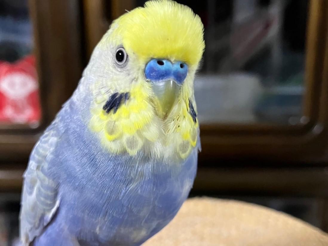 じーじちゃん じーじちゃん