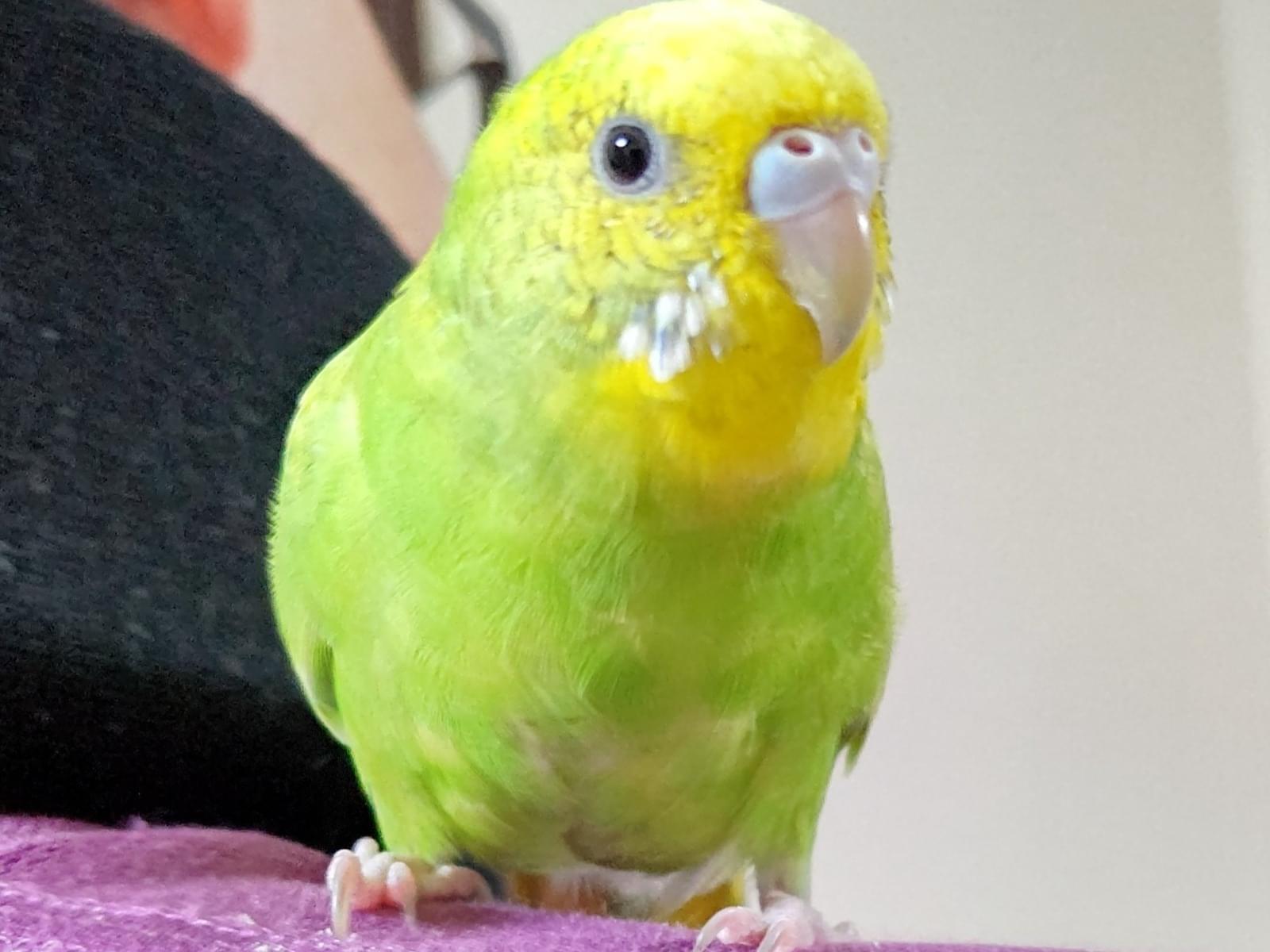 めろんちゃん めろんちゃん
