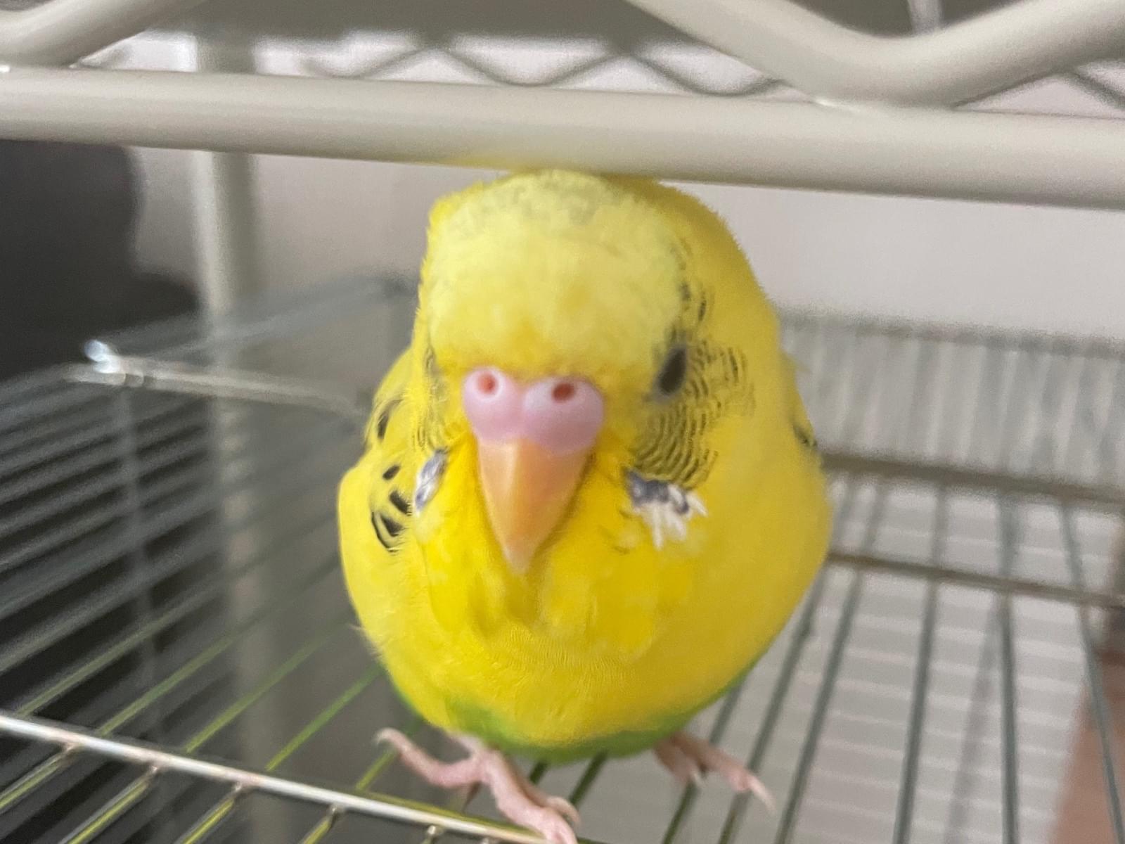 ショートちゃん ショートちゃん