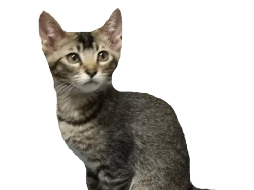 黒っぽいグレー 背中にはシマなしの猫を探しています