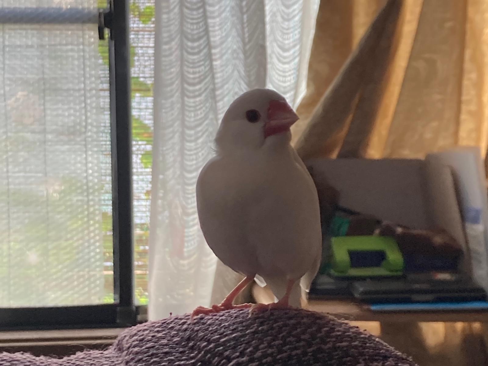 保護された鳥 保護された鳥